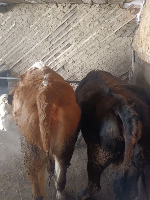 Коровы жирные коровы