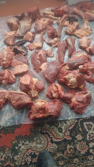 Соғым согым жылқы еті конина