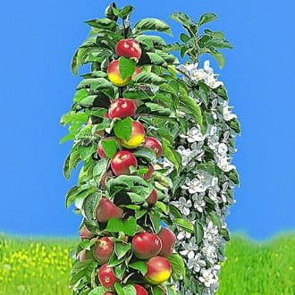 Pomi Fructiferi Columnari  soiri de meri