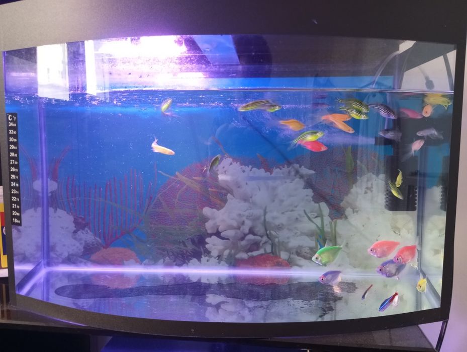 Аквариум готовый