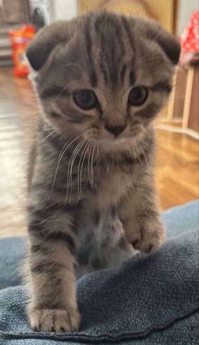 Продам котят     .