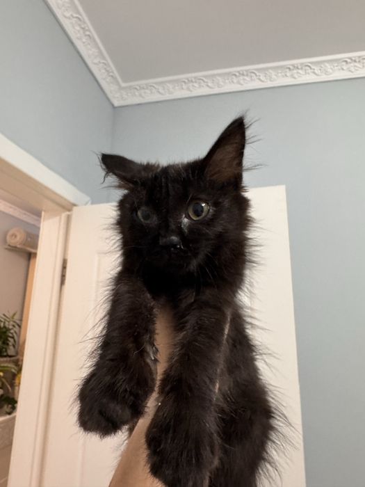Отдам котенка в добрые рукт