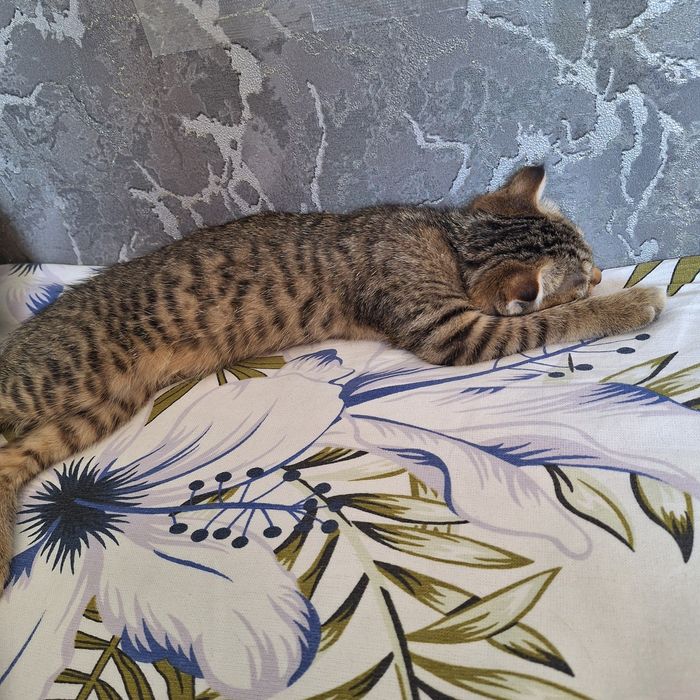 Бесплатно котёнок