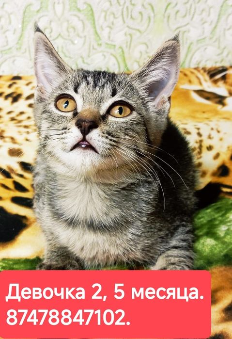 Котята ищут семью