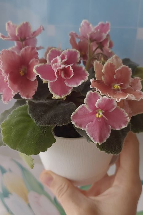 Продам деток сортовой фиалки