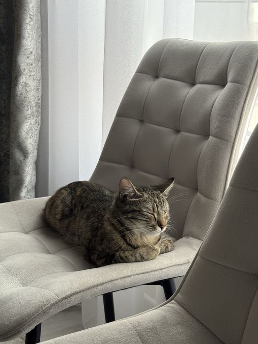 Отдам кошку в любящие руки