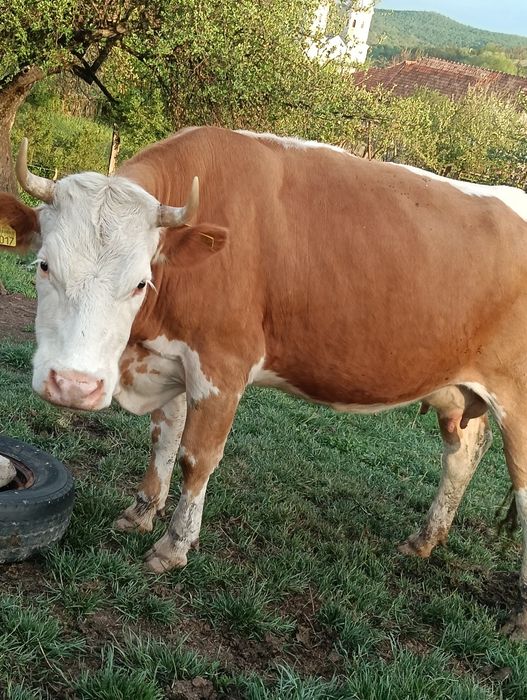 Vând 2 vaci,sunați la Nr de telefon 0783233404 pentru mai multe detali.