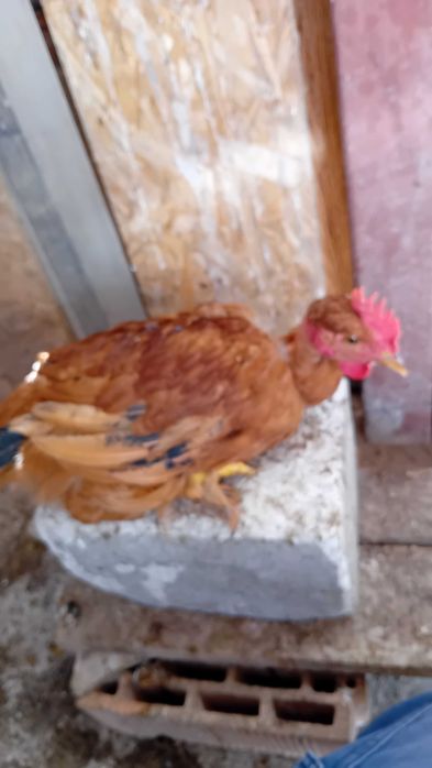 Cocoși 5/6 luni de casă