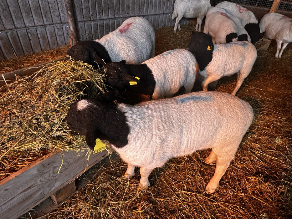 Овцы Дорпер. Бараны Дорпер ягнята