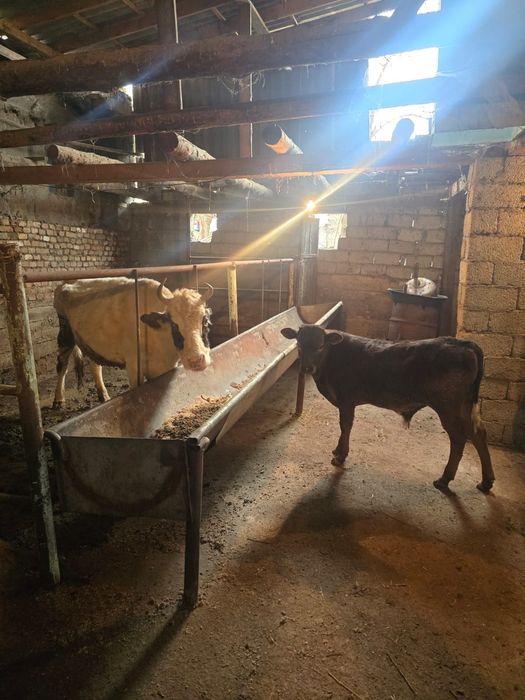 Бузаулы сиыр сатылады