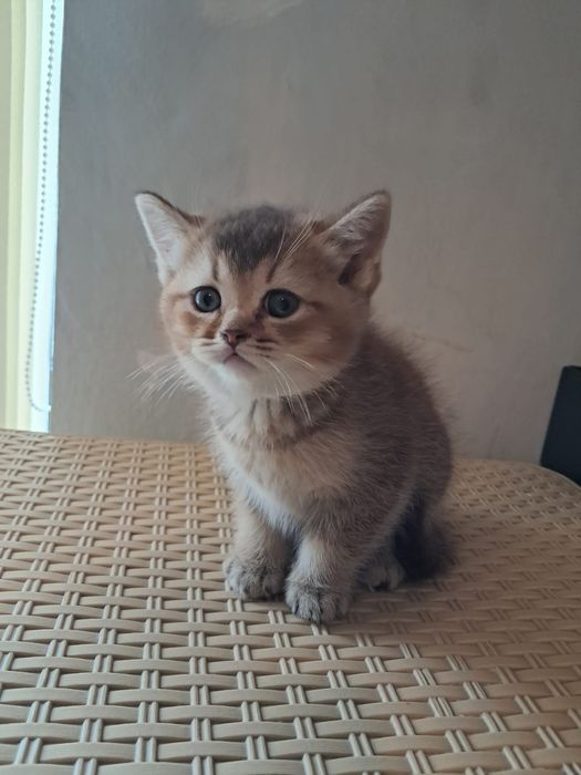 Британские  котята