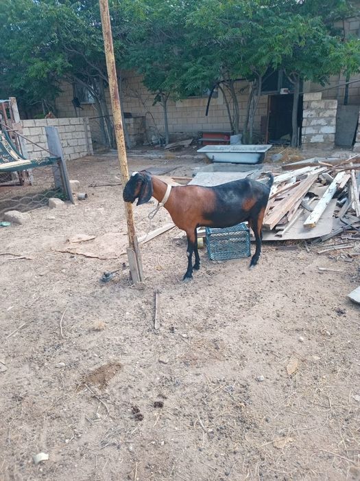 Ниуби Ешкі породисти