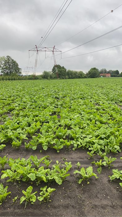 Sfecla furajera 2025 , 250 tone furaj suculent