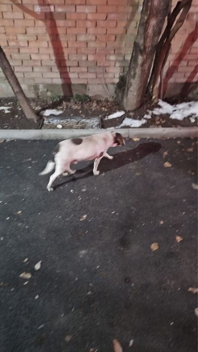 Найден пес Бигл в районе «Компота»