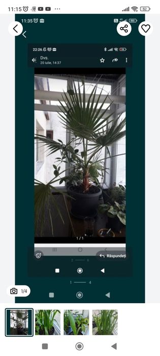 Pui palmieri Washingtonaia 3 lei bucata și papirus umbrela