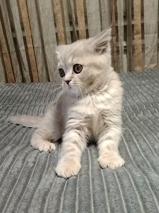 Шоу класс. Девочка. Скоттиш страйт.