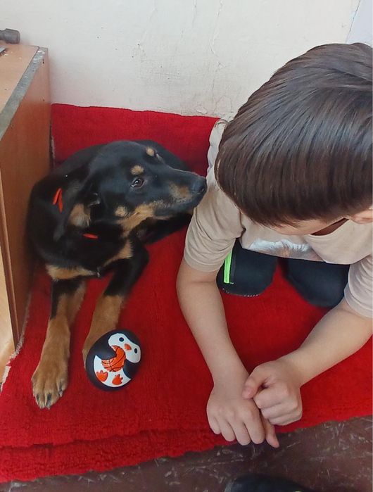 Семейная собака Тося