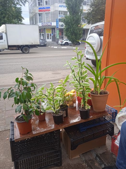 Продам цветы комнатные в горшках.
