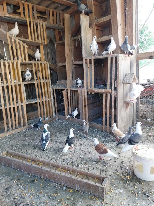 Porumbei  de vânzare