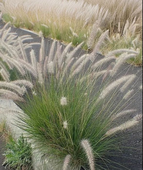 Продам семена декоративных злаков и трав