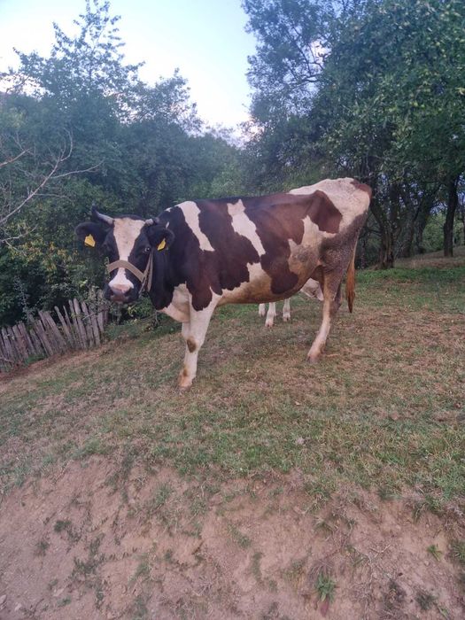 Vacă tânără cu vițel