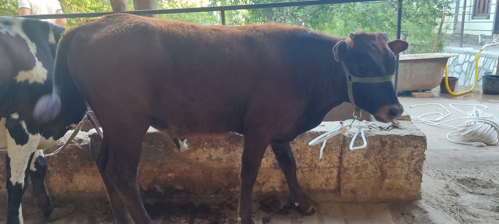 Ona bola sigir sotiladi ikkinchi tugushi bolasi hokizcha