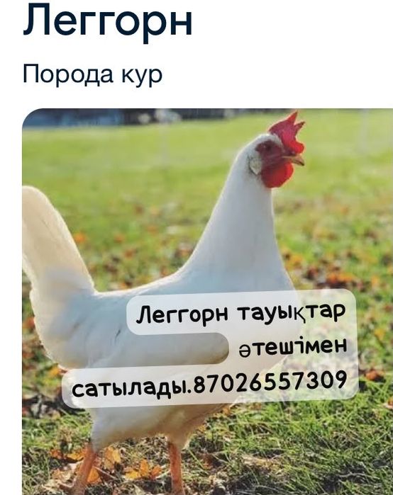 Тауық,үйрек,балапан сатамын