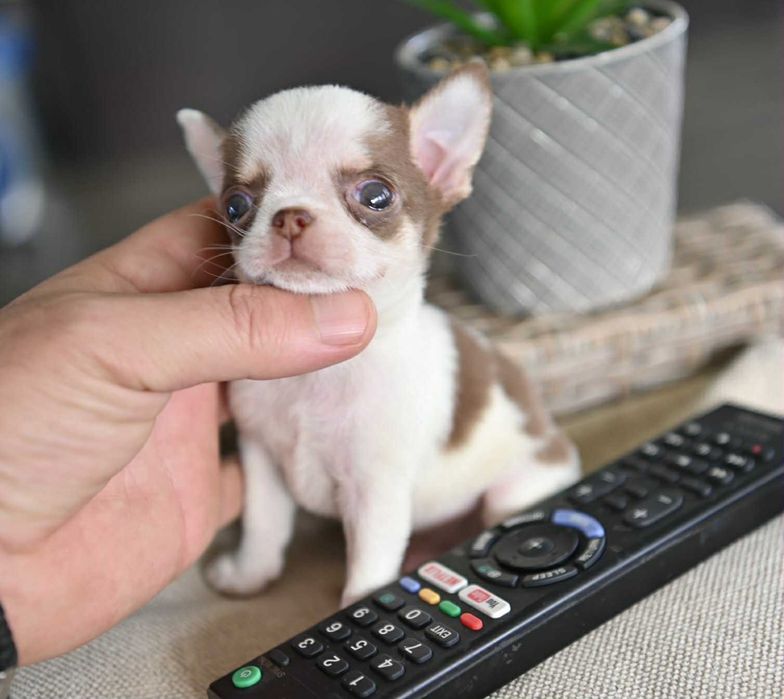 Мъжко миниатюрно чихуахуа бяло шоколадово
