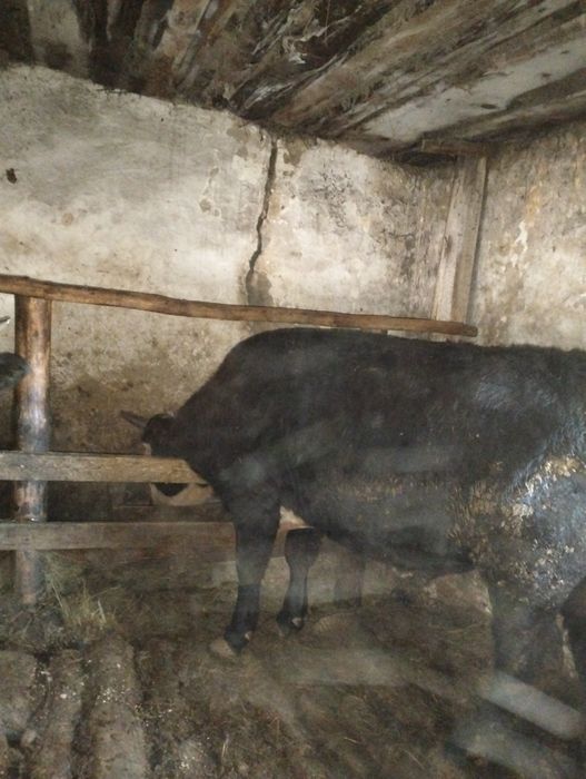 Быки с откорма продаются