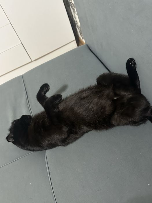 Отдам кошку в добрые руки