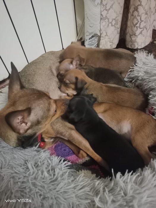 Продаём щенков мини тоя