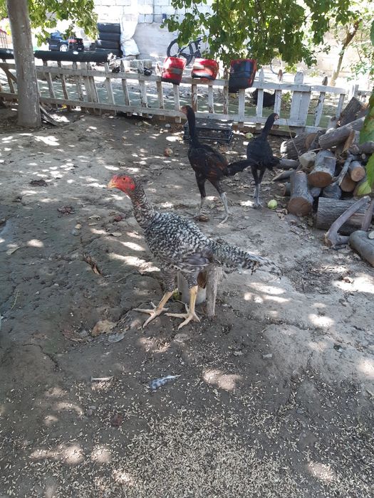 Куры Байтсовские Даканы