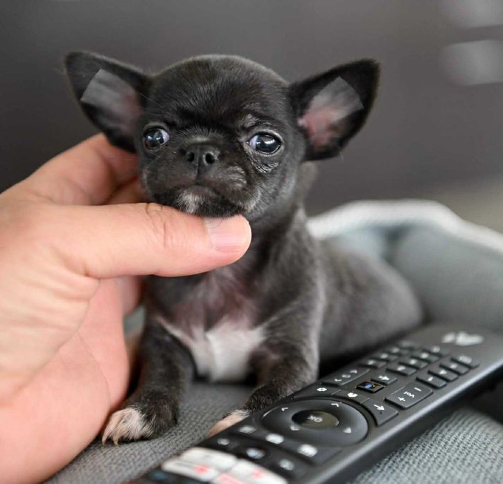 Мъжко мини чихуахуа