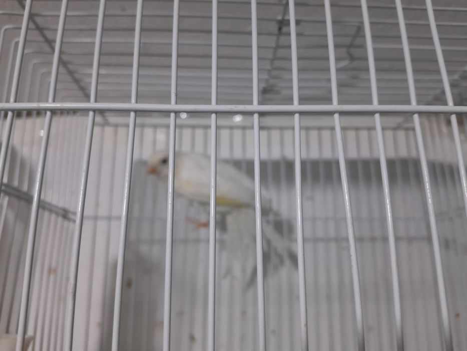 Канарейки поющие.