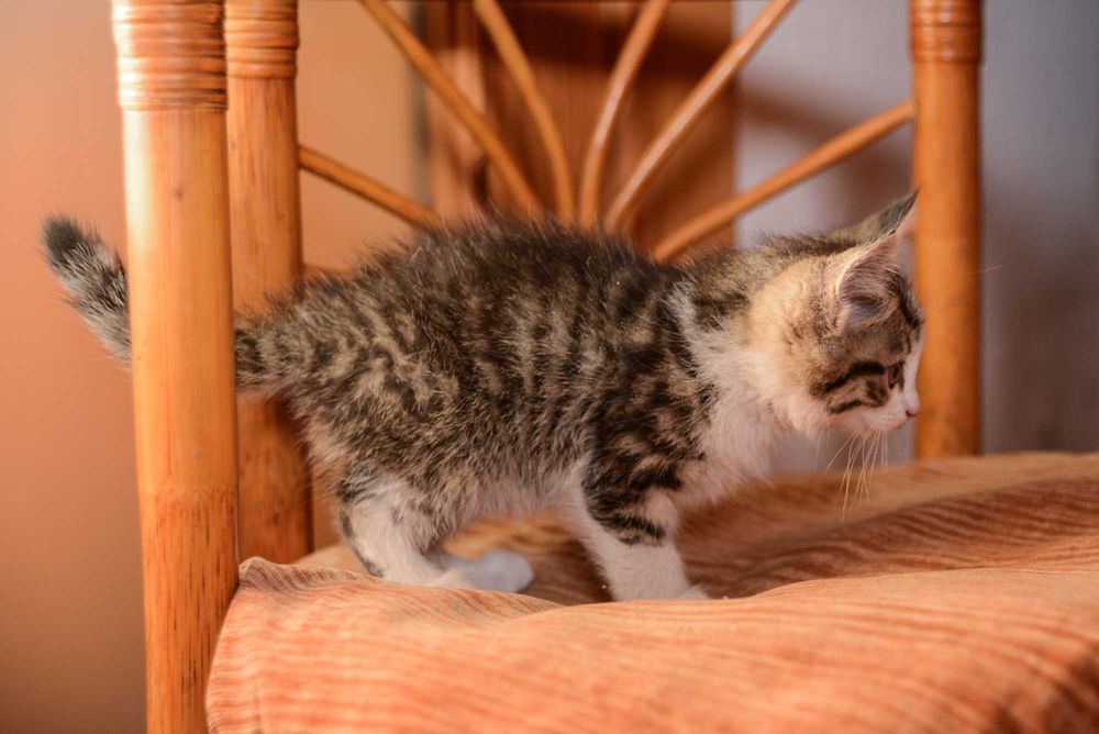 Котенок  девочка
