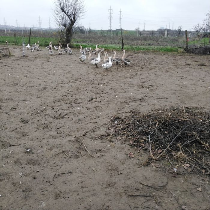 Vand  gaste…. Pret 150