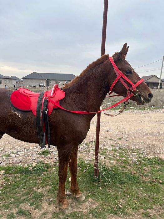 Продам лошадь!!!