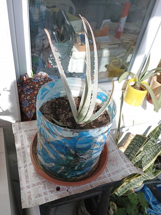 Алое Вера, Барбаденсис Милър