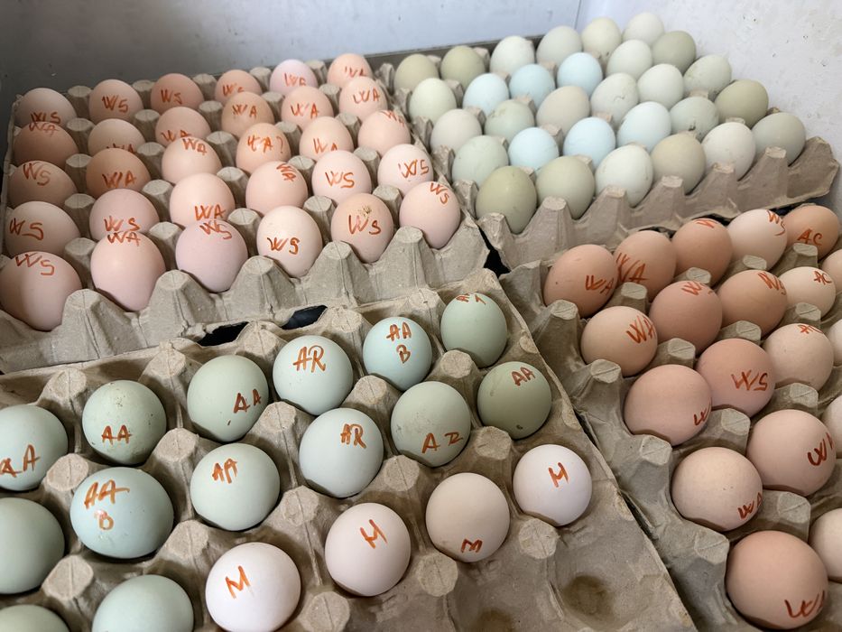 Ouă incubat Wyandotte, Paduane și ouă verzi (Easter Egger)