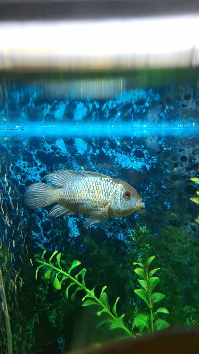 Аквариумные рыбки