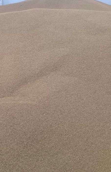 Семена пшеницы сот "Айна"