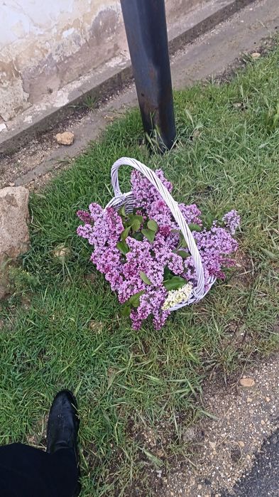 Сирень  на номер