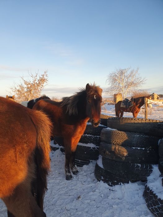 Продам байтал  возраст3.5 Ұрғашы