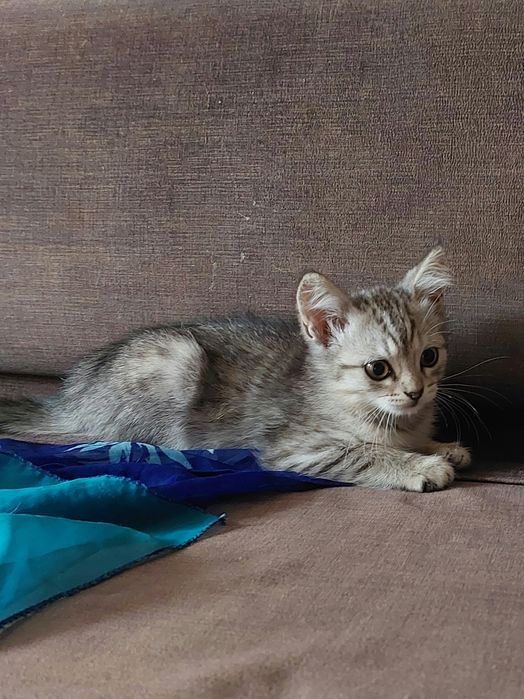Отдам котенка в добрые руки