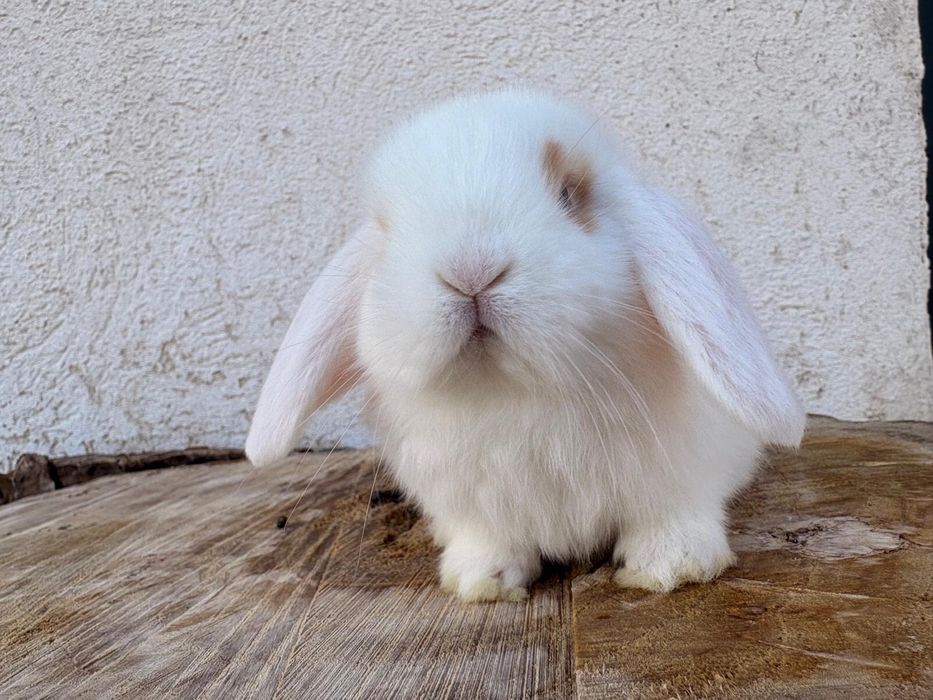 Iepuri pitici de companie berbec pitic/mini lop/holland lop