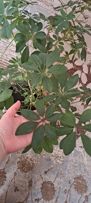 Цветок  Шеффлера