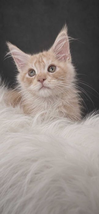 ICECREAM – Maine Coon Cream Smoke | Aproape roz în lumină | www.lynxrunecode.com