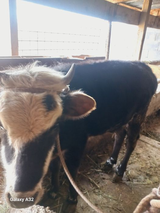 10 айлық таналар