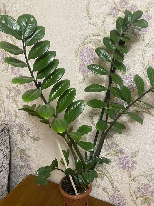 Комнатное растение Замиокулькас