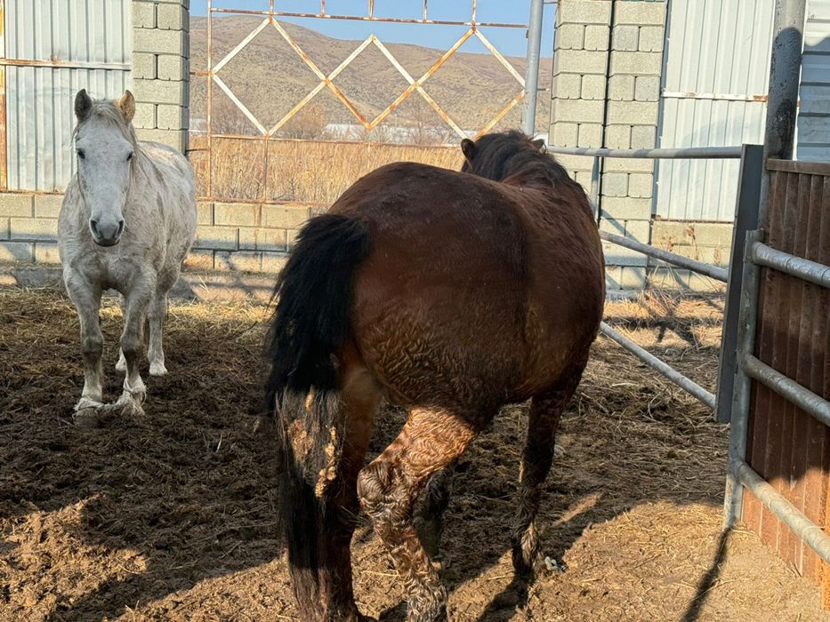 Продаются лошади